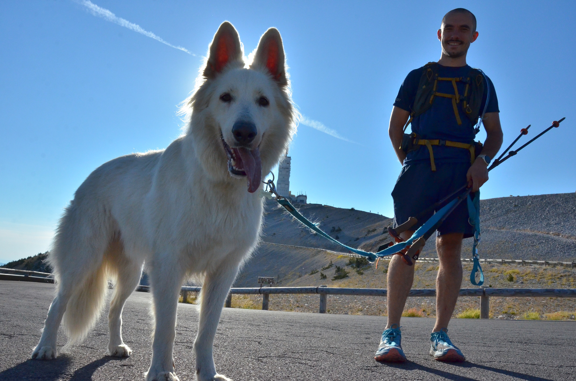 Un grand chien blanc au premier plan, accompagné de son maître.